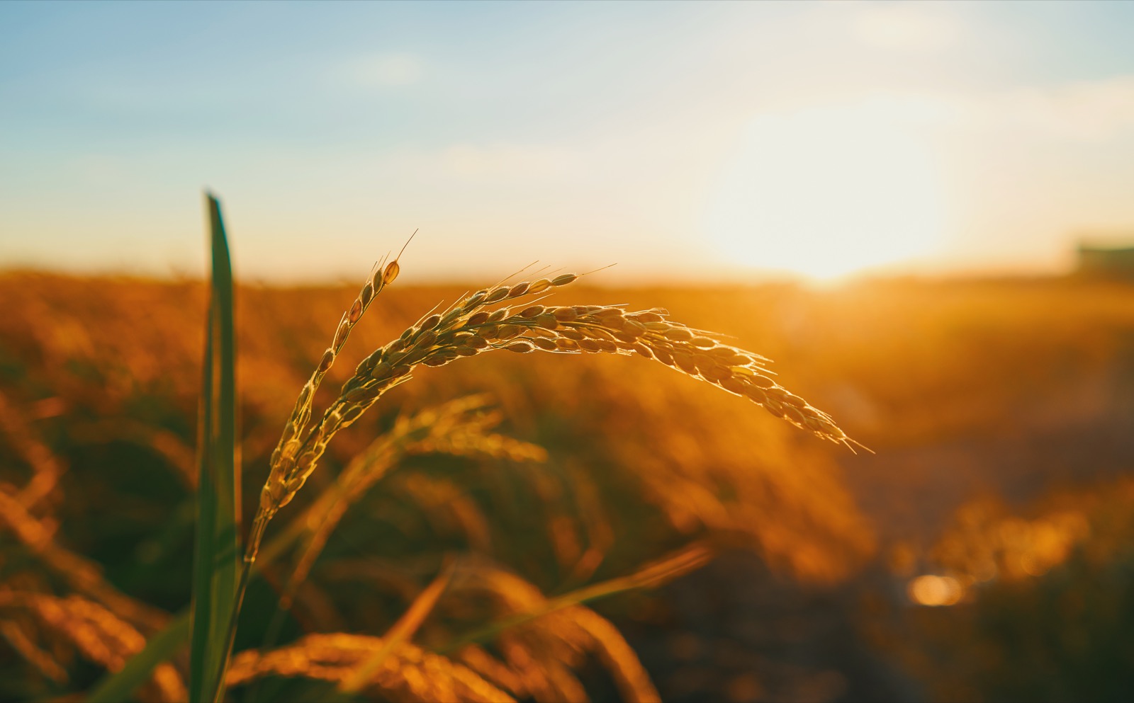 Agroindustria & Zafra